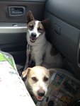 Car riding with his mate, Panda