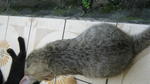 2 Lil Kitty - Domestic Short Hair Cat