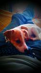 Timon - Jack Russell Terrier Dog