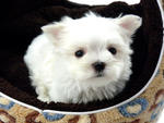 Taiwan Lineage Mini Maltese Puppies - Maltese Dog