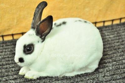 Mini Rex Bunny Sold - 7 Years 3 Months, Mini Rex - Broken 