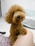 Murphy - Poodle Dog