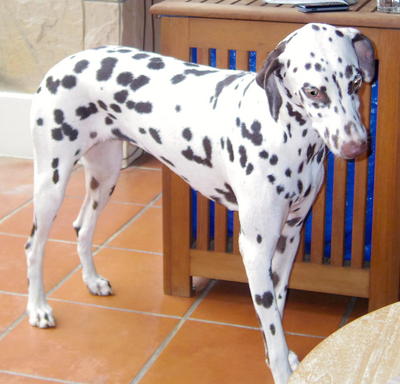 Molly - Dalmatian Dog