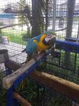 Macaw 7k