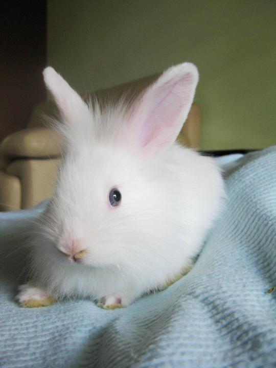 Lionhead Bunny Adopted - 11 Years 1 Month, Blue-eyed Lionhead Bunny ...