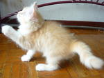 Kiki - Persian Cat