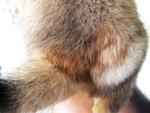 Scar on Einstein's buttock... fur has started to grow back. Einstein is now 1 month and 2 weeks old.