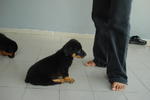 Rottweiler Puppy - Rottweiler Dog