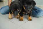 Rottweiler Puppy - Rottweiler Dog