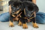 Rottweiler Puppy - Rottweiler Dog