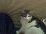 Notty(Pregnant) - Domestic Medium Hair + Tabby Cat