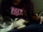 Notty(Pregnant) - Domestic Medium Hair + Tabby Cat