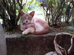 Bb - Siamese Cat
