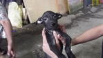 PF34050 - Mixed Breed Dog