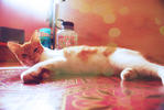 Sopy - Domestic Medium Hair + Munchkin Cat