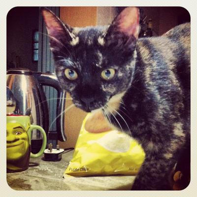Latte (Urgent) - Domestic Short Hair Cat