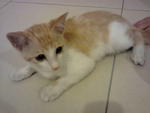 Goldy - Domestic Short Hair Cat