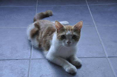 Garfield - British Shorthair + Persian Cat