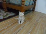 Cute Persian Kitten - Boxer Cat