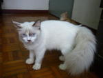 Dolly - Persian Cat