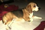 Bobo - Beagle Dog
