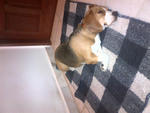 Bobo - Beagle Dog