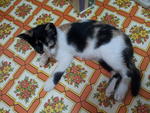 Callie - Calico Cat