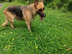 Chloe - German Shepherd Dog Dog