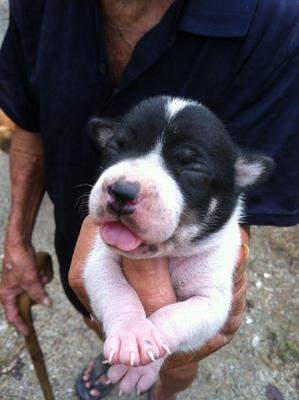 Puppy Needs A Home - Mixed Breed Dog