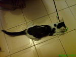 PF34717 - Domestic Medium Hair Cat