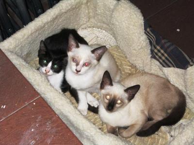 Coco, Louie And Silo - Siamese Cat