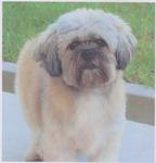 Indy - Lhasa Apso + Shih Tzu Dog