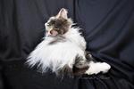 Whity - Domestic Long Hair Cat