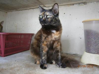 Daisy  (Cage C3) - Domestic Medium Hair Cat