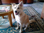 Pooya - Canaan Dog Dog