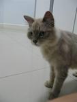 Bouncy - Oriental Long Hair Cat