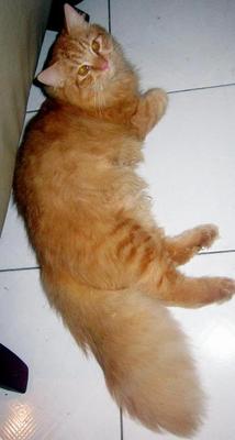 Domestic Long Hair + Persian Cats Sold - 9 Years 9 Months 
