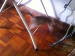 Speedy - Domestic Short Hair Cat