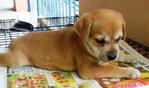 coco girl is adoped