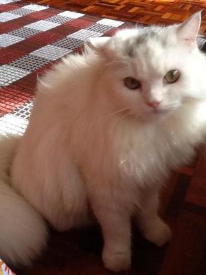Lilo - Domestic Long Hair + Persian Cat