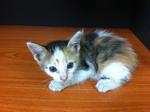 Little Honey - Domestic Medium Hair + Domestic Short Hair Cat