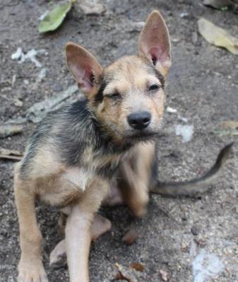 Raki - Mixed Breed Dog