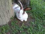 Mini Rex Bunny For Sale - Mini Rex Rabbit