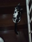 Moomoo - Domestic Long Hair Cat