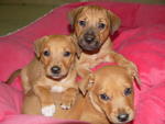 ( 5 Puppies Left  ) - Adopted Oct 2012