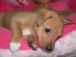 ( 5 Puppies Left  ) - Adopted Oct 2012