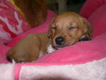 ( 5 Puppies Left  ) - Adopted Oct 2012