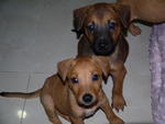 ( 5 Puppies Left  ) - - Adopted on Oct 2012