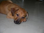 ( 2 Puppies Left  ) - Adopted on 28th Oct 2012