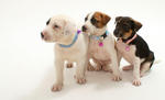 Giant, Cookie &amp; Snoopy. Adopted! Thanks! - Mixed Breed Dog